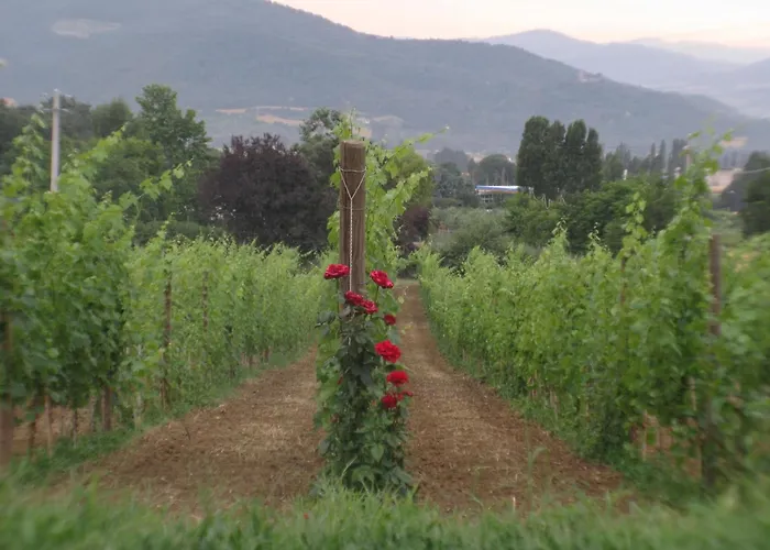 Apartamento Agritourismus Le Vigne Di Pace - Taubenhaus By Interhome *